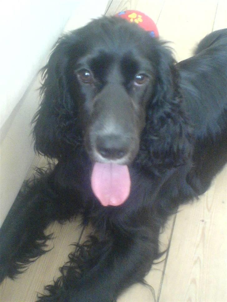 Cocker spaniel zussi - Har du set min nye bold -for den elsker jeg bare... billede 7