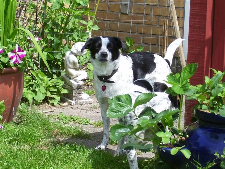 Dansk svensk gaardhund R.I.P.  Rikke - Sagde du MUS billede 9