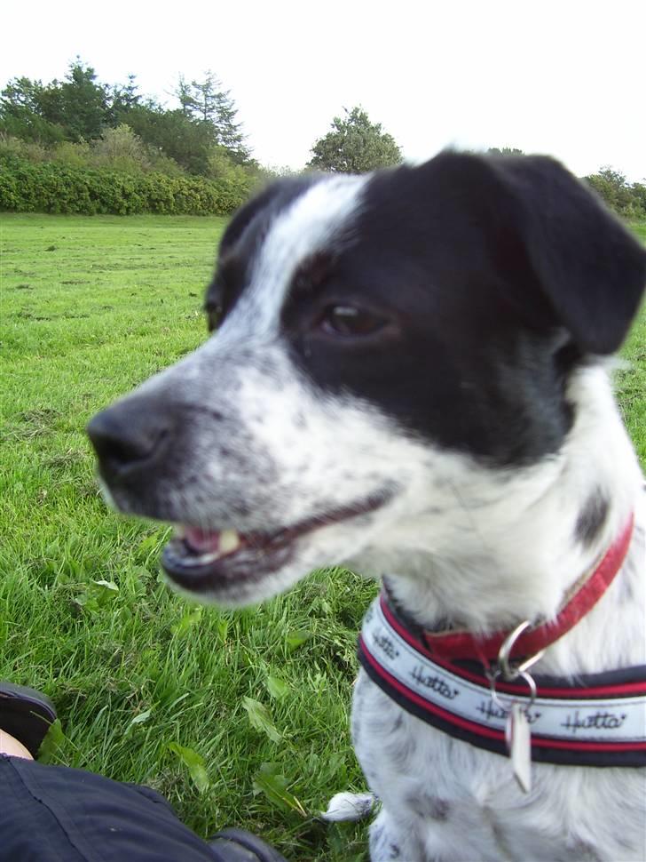 Dansk svensk gaardhund R.I.P.  Rikke billede 10