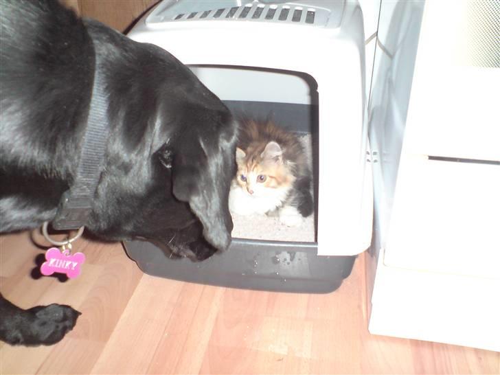 Labrador retriever Kinky - Kinky ca 16mdr... Hva er du for en? skal du også bo her hjemme? billede 7