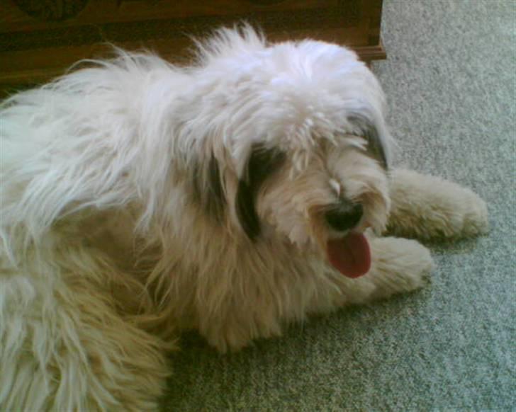 Blanding af racer Bølle - Bahhh.. billede 13