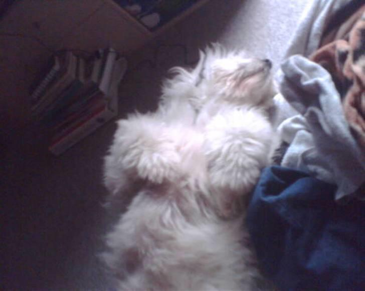 Blanding af racer Bølle - Jey vasketøj... billede 14