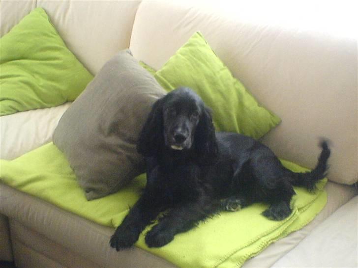 Cocker spaniel zussi - Fyhh... sådan at sidde i sofaen ;-) billede 8