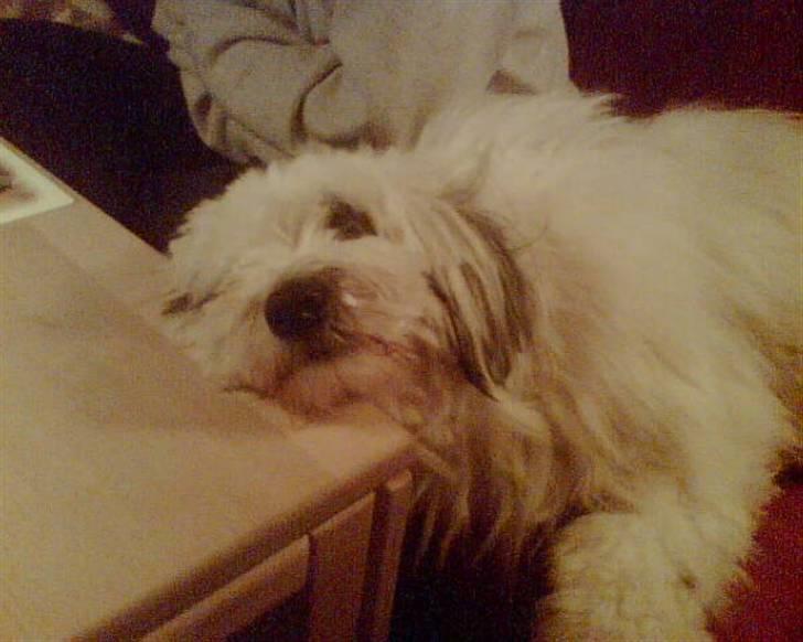 Blanding af racer Bølle - Er så træt.... billede 15