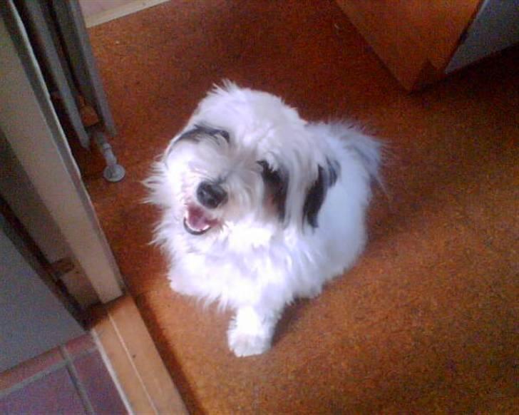 Blanding af racer Bølle - Hej med dig... billede 16