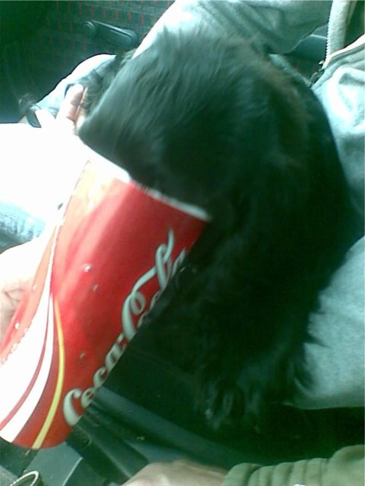 Cocker spaniel zussi - Uhm... det smager godt... billede 9