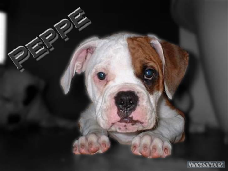 Amerikansk bulldog RIP - Eriksson Sir Peppe billede 1
