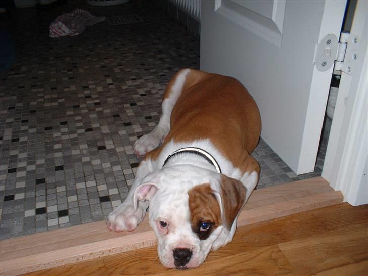Amerikansk bulldog RIP - Eriksson Sir Peppe - Ligger lige og slapper lidt af!! billede 2