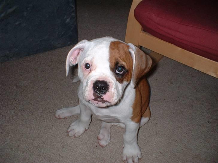 Amerikansk bulldog RIP - Eriksson Sir Peppe billede 3
