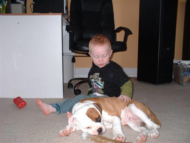 Amerikansk bulldog RIP - Eriksson Sir Peppe - Der er så dejligt at blive nusset, mens man hygger med et ben... billede 4