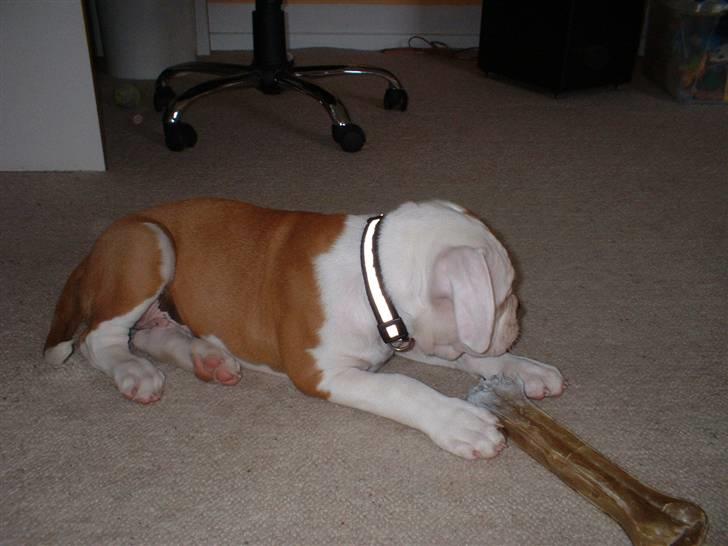 Amerikansk bulldog RIP - Eriksson Sir Peppe billede 5