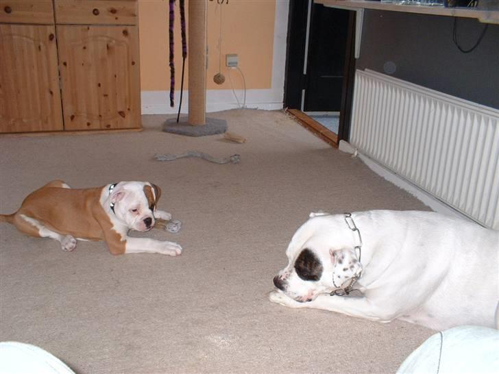 Amerikansk bulldog RIP - Eriksson Sir Peppe - Gad vide om jeg oss kan få det kødben hun ligger med?? billede 6