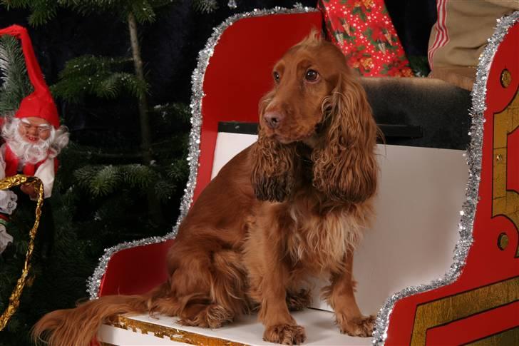 Cocker spaniel Tikki billede 1