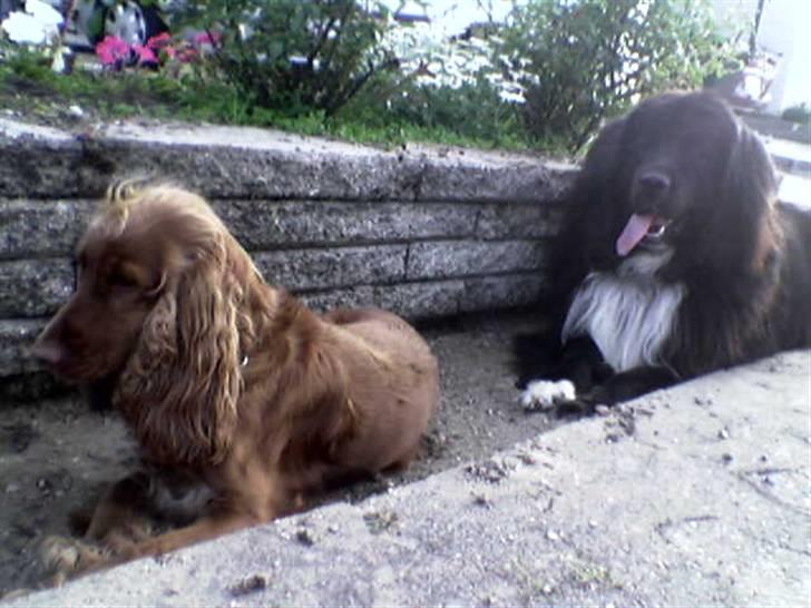 Cocker spaniel Tikki billede 2