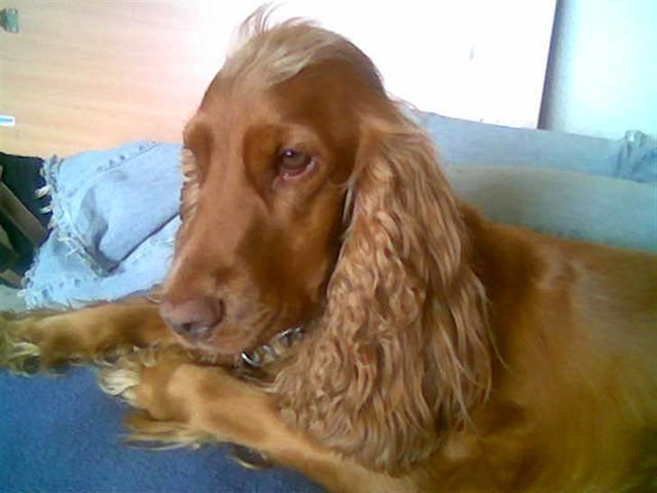 Cocker spaniel Tikki billede 4