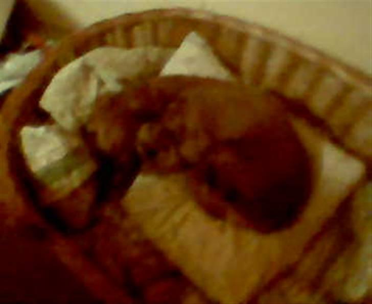 Cocker spaniel Tikki billede 5