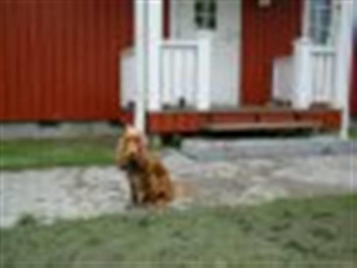 Cocker spaniel Tikki billede 6