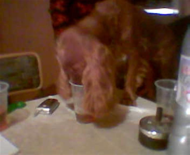 Cocker spaniel Tikki billede 7