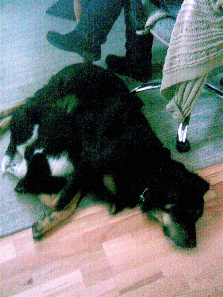 Blanding af racer Bølle billede 2