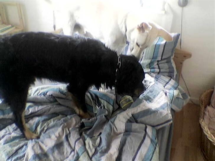 Blanding af racer Bølle billede 3