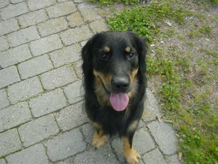 Blanding af racer Bølle billede 4