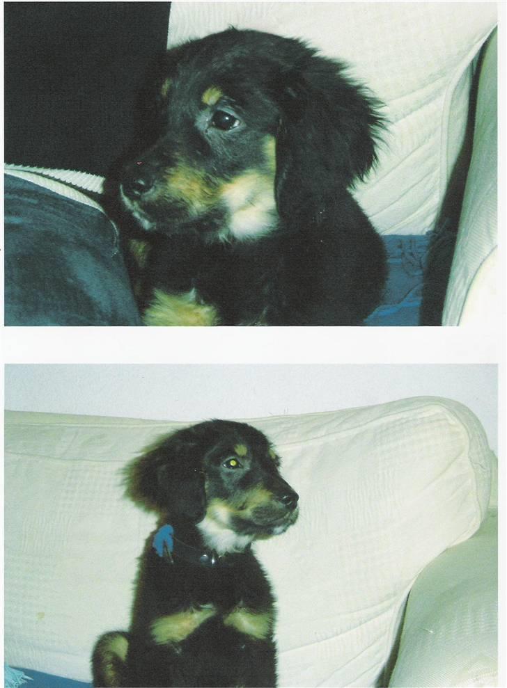 Blanding af racer Bølle billede 5