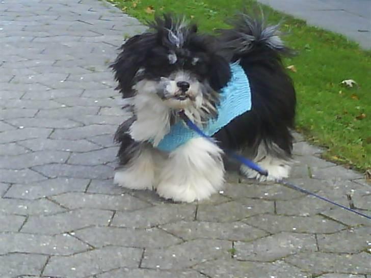 Lhasa apso Joey - 22/7 - på udflugt ud i naturen. billede 10