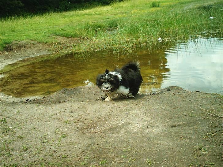 Lhasa apso Joey - 22/7 jeg har lige været i vandet og soppe lidt, hihi...der var fisk i vandet;-) billede 11