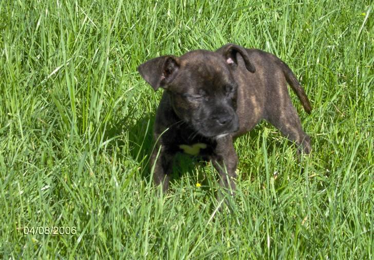 Amerikansk staffordshire terrier NALA - Lille mig i den store vide verden billede 1