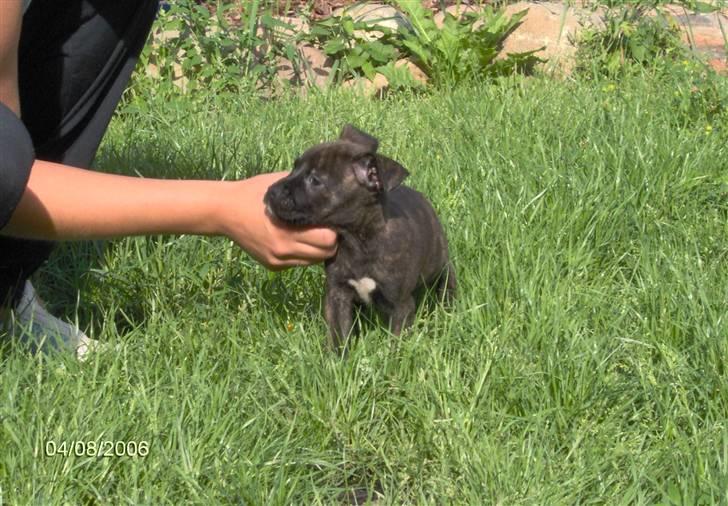 Amerikansk staffordshire terrier NALA - Hjælp... en kæmpe... Nå pyh ha, det er bare min "mor" billede 2