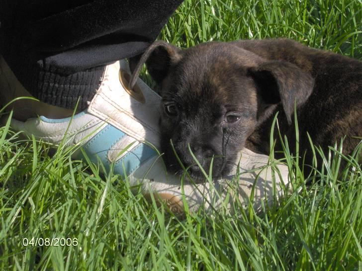 Amerikansk staffordshire terrier NALA - Jo, og hun bruger kun str.38, nøj jeg er lille... billede 3