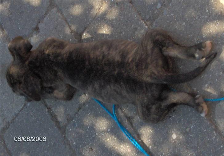 Amerikansk staffordshire terrier NALA - Måske amstaff blandet med en frø...??!! billede 4