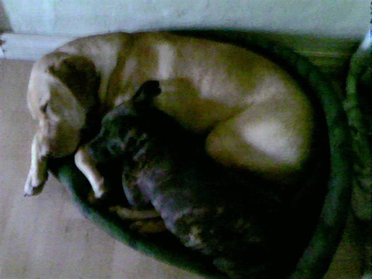 Amerikansk staffordshire terrier NALA - Mig og min dejlige storebror - Simba billede 5