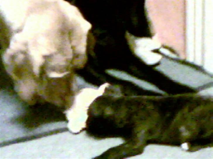 Amerikansk staffordshire terrier NALA - Hold op, ham min storebror er stor...- og stærk!! billede 6