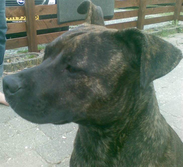 Amerikansk staffordshire terrier NALA - Jamen, jeg er bare smuk.. billede 7