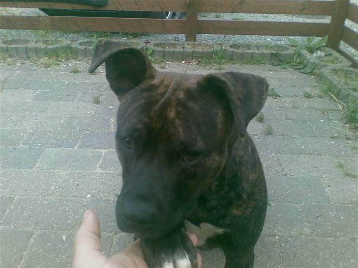 Amerikansk staffordshire terrier NALA - Og dejlig billede 8