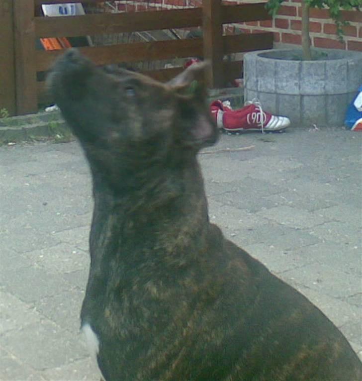 Amerikansk staffordshire terrier NALA - Og sød... billede 9