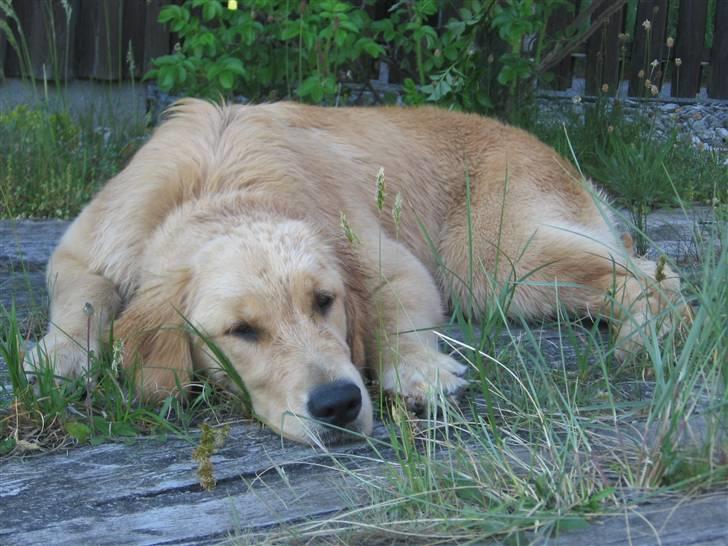 Golden retriever Ally billede 13
