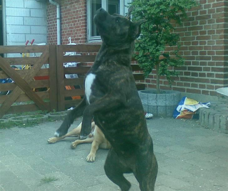 Amerikansk staffordshire terrier NALA - og DYGTIG!! billede 10