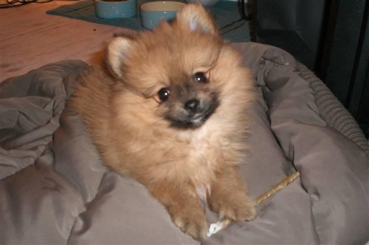 Pomeranian Mixie. - Næsten lige da jeg fik hende hjem .. billede 1