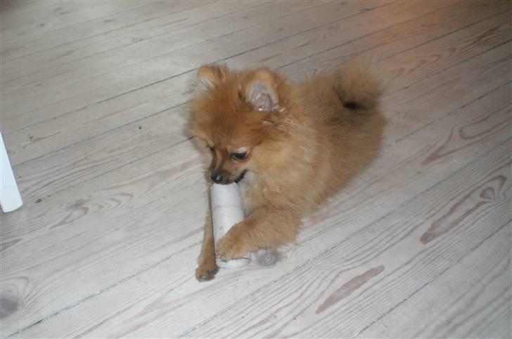 Pomeranian Mixie. - Leger (: billede 2