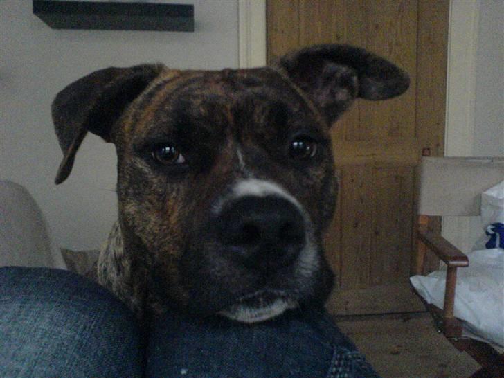 Amerikansk staffordshire terrier Chili billede 6