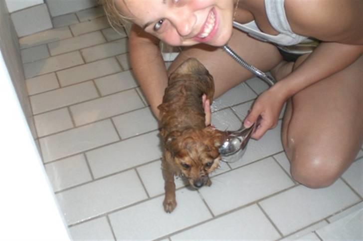 Pomeranian Mixie. - Mixie i bad. billede 3