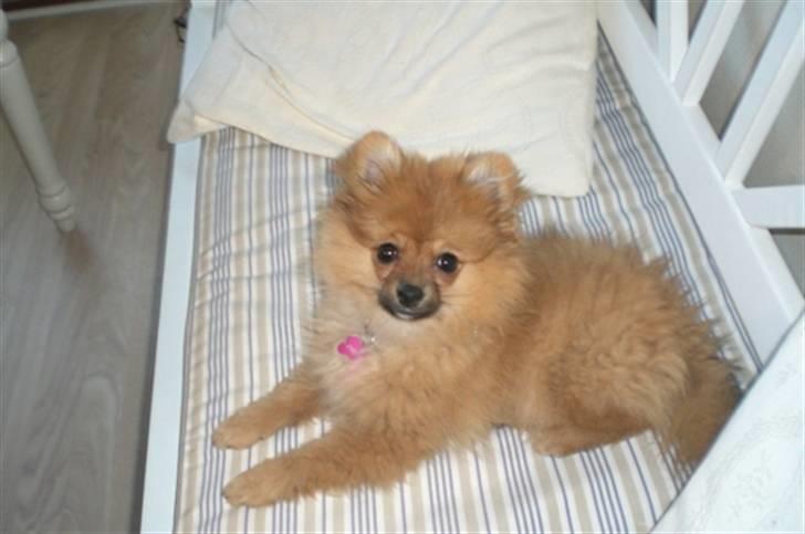 Pomeranian Mixie. - Vagt hund, hehe. billede 4