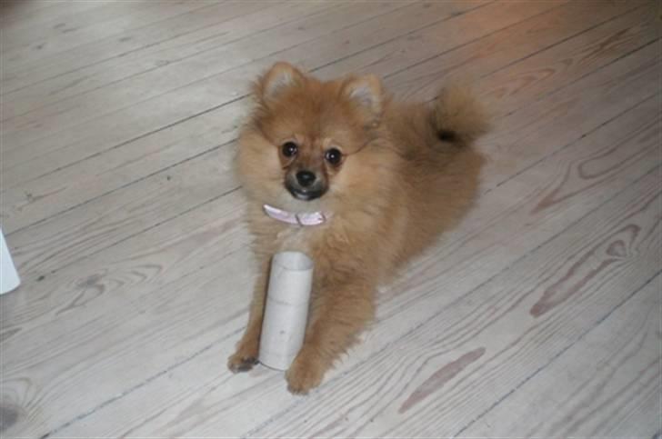 Pomeranian Mixie. - Mixie leger altid med tome toiletruller. billede 5