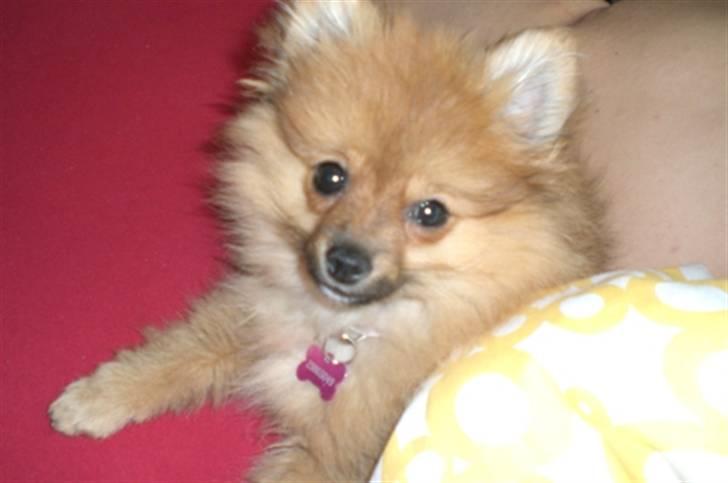Pomeranian Mixie. - Min guldklump. billede 6