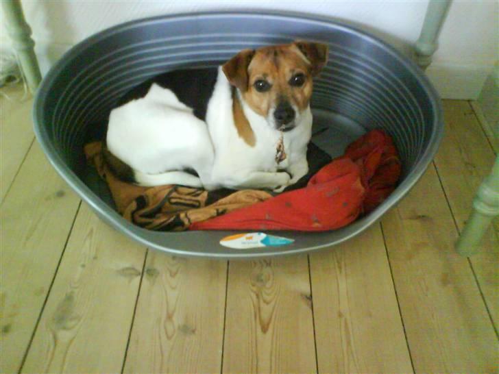 Dansk svensk gaardhund Emil - En lille lur skader ikke. billede 2