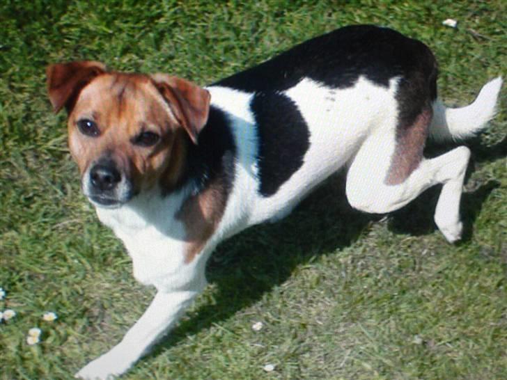 Dansk svensk gaardhund Emil - Han er frisk og klar til at nyde sommeren i fulde fordrag. billede 3