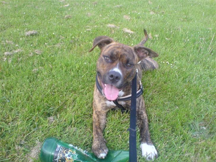 Amerikansk staffordshire terrier Chili billede 7