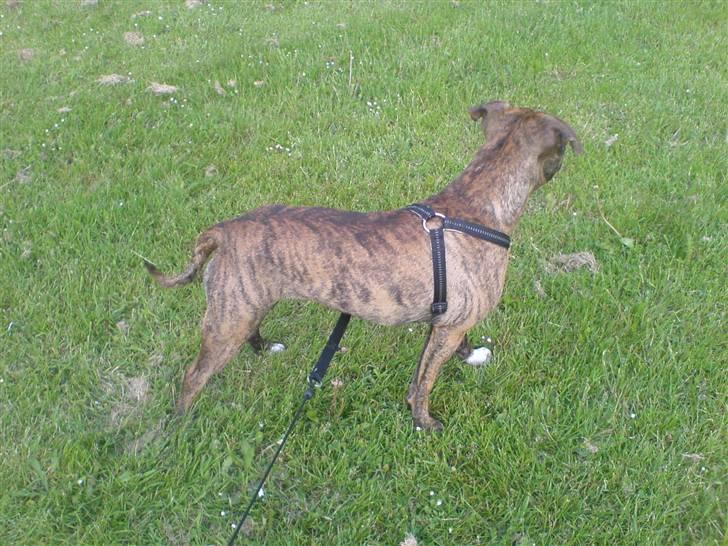 Amerikansk staffordshire terrier Chili billede 8